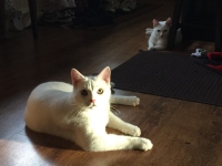 Filename=white-cats-casper-lily-december.jpg
Filesize=180KB
Dimensions=1200x900
Date added=Dec 29, 2015 white-cats-casper-lily-december.jpg