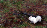 Filename=white-squirrel-florida-white-squirrel.jpg
Filesize=196KB
Dimensions=940x561
Date added=Feb 16, 2008 white-squirrel-florida-white-squirrel.jpg