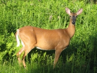 Filename=white-tail-deer-odocoileus-virginianus.jpg
Filesize=1099KB
Dimensions=1000x750
Date added=Jul 07, 2010 white-tail-deer-odocoileus-virginianus.jpg