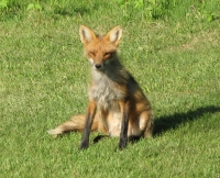 Filename=wild-fox.jpg
Filesize=806KB
Dimensions=1000x814
Date added=Jul 07, 2010 wild-fox.jpg