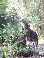 Filename=wdw_2013_ak_okapi.jpg
Filesize=730KB
Dimensions=900x1200
Date added=Dec 01, 2013 wdw_2013_ak_okapi.jpg