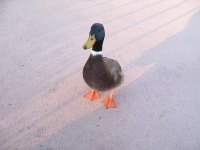 Filename=wdw_2014_epcot_real_donald_duck.jpg
Filesize=487KB
Dimensions=1200x900
Date added=Jan 23, 2014 wdw_2014_epcot_real_donald_duck.jpg