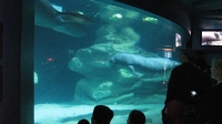 Filename=wdw_2014_the_sea_manatee.jpg
Filesize=332KB
Dimensions=1200x673
Date added=Jan 23, 2014 wdw_2014_the_sea_manatee.jpg